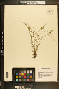 Cyperus flavescens image