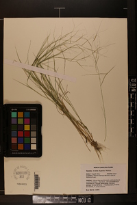 Aristida oligantha image