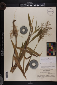 Dichanthelium scoparium image