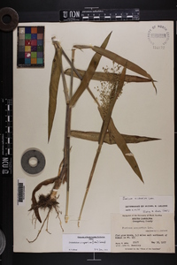 Dichanthelium scoparium image