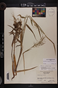 Dichanthelium scoparium image