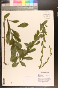 Solidago petiolaris image