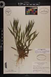 Dichanthelium villosissimum var. villosissimum image