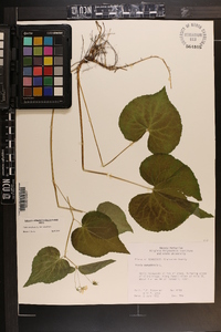 Viola canadensis var. canadensis image