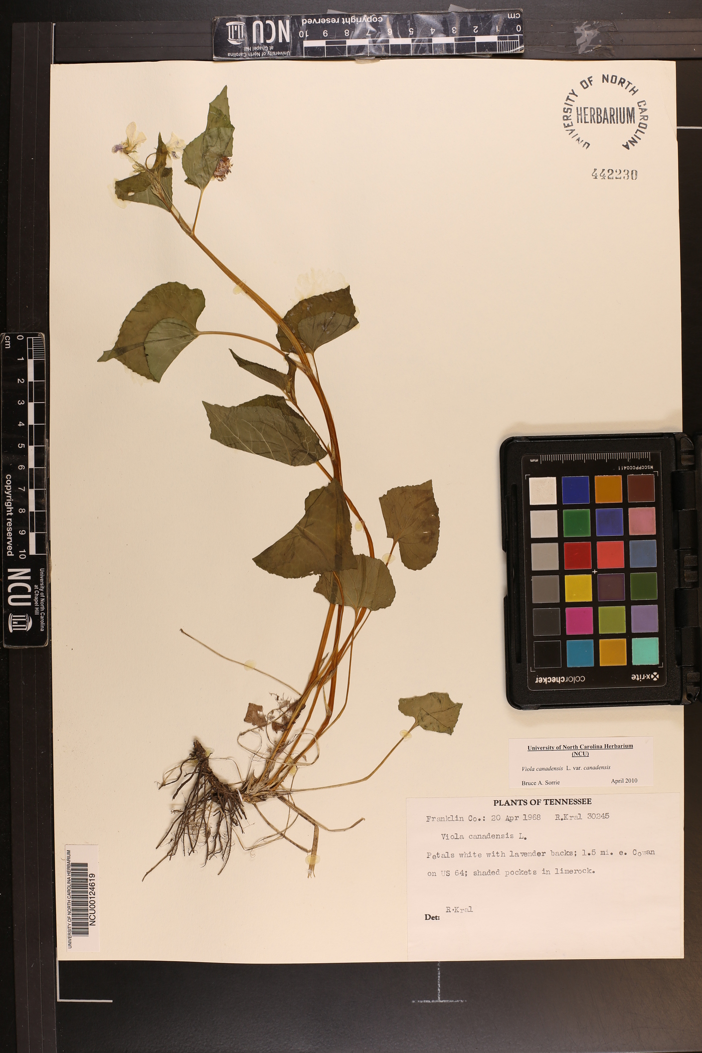 Viola canadensis var. canadensis image
