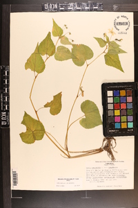 Viola canadensis var. canadensis image