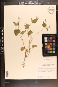 Viola canadensis var. canadensis image