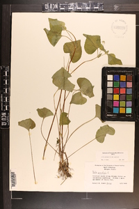 Viola canadensis var. canadensis image