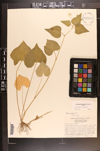 Viola canadensis var. canadensis image