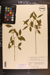 Euonymus obovatus image