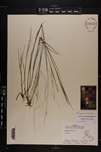 Steinchisma hians image