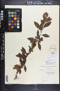 Ilex decidua var. decidua image