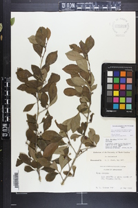 Ilex decidua var. decidua image