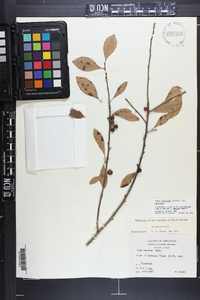 Ilex decidua var. decidua image