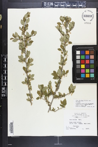 Ilex decidua var. decidua image