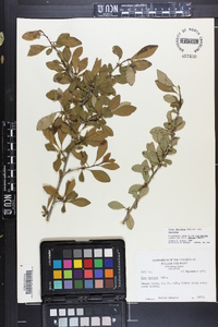 Ilex decidua var. decidua image