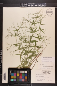 Galium arkansanum image