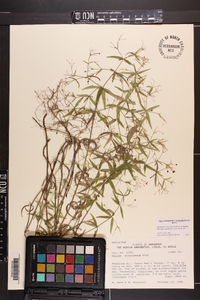 Galium arkansanum image