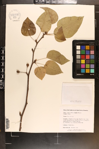 Pyrus calleryana image