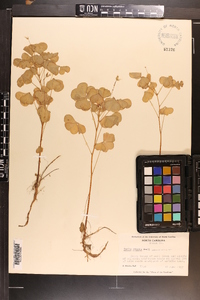 Oxalis grandis image