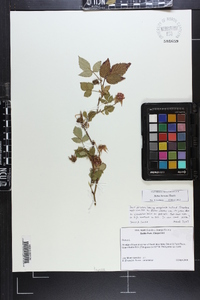 Rubus hirsutus image