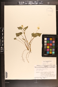 Viola pensylvanica image