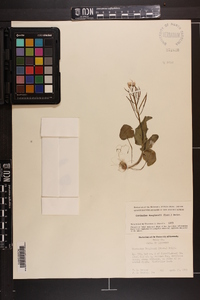 Cardamine douglassii image