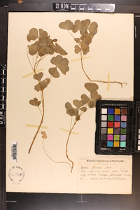 Oxalis grandis image