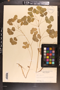 Oxalis grandis image