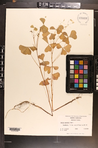 Oxalis grandis image