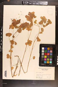 Oxalis grandis image