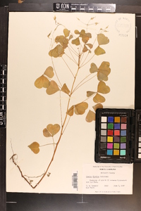 Oxalis grandis image