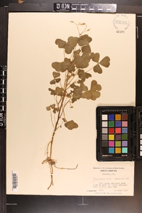 Oxalis grandis image