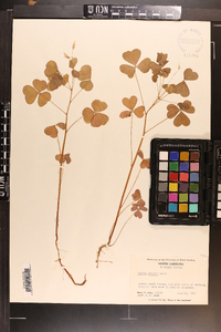 Oxalis grandis image