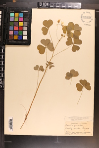 Oxalis grandis image