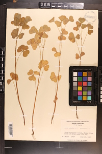 Oxalis grandis image