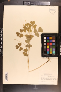 Oxalis grandis image