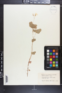 Oxalis grandis image