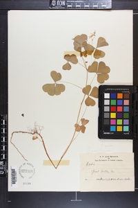 Oxalis grandis image