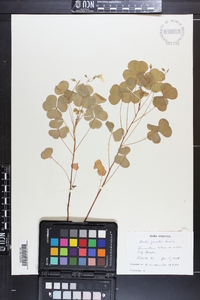 Oxalis grandis image