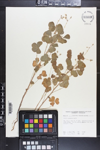 Oxalis grandis image