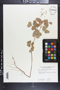 Oxalis grandis image