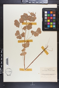 Oxalis grandis image