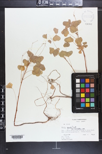 Oxalis grandis image