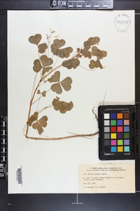 Oxalis grandis image