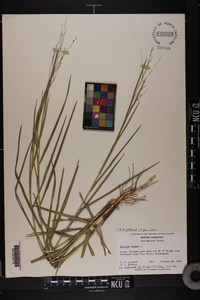 Panicum repens image