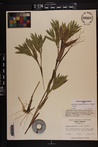 Dichanthelium ravenelii image