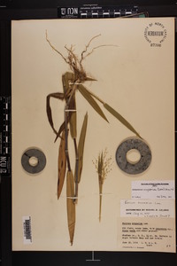 Dichanthelium scoparium image