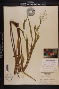 Dichanthelium scoparium image