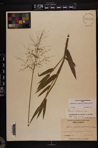 Dichanthelium scoparium image